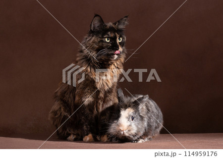 Brown fluffy cat and rabbit sitting next to each other and making friends 114959176