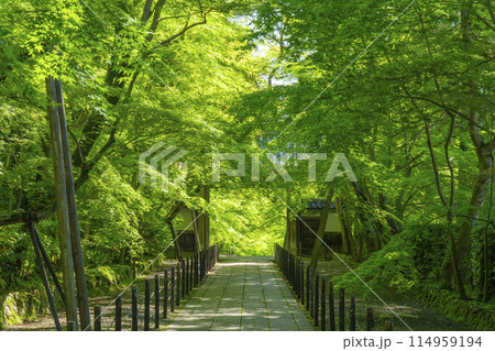 京都　光明寺（粟生光明寺）青もみじの薬医門 114959194