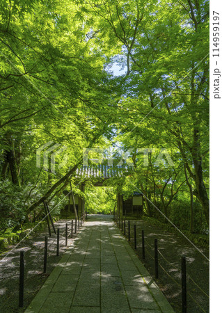 京都　光明寺（粟生光明寺）青もみじの薬医門 114959197