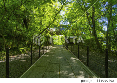 京都 光明寺(粟生光明寺)青もみじの薬医門 京都 光明寺(粟生光明寺)青もみじの薬医門 114959198