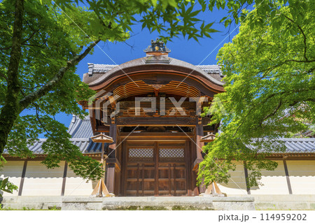 京都　光明寺（粟生光明寺）青もみじの勅使門 114959202