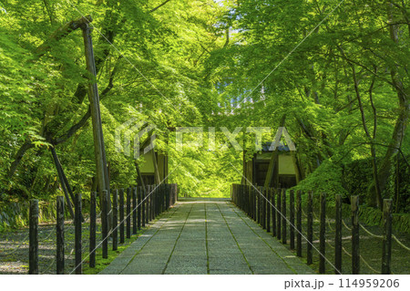 京都 光明寺(粟生光明寺)青もみじの薬医門 京都 光明寺(粟生光明寺)青もみじの薬医門 114959206