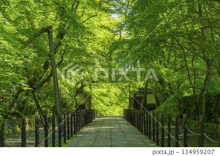 京都　光明寺（粟生光明寺）青もみじの薬医門 114959207