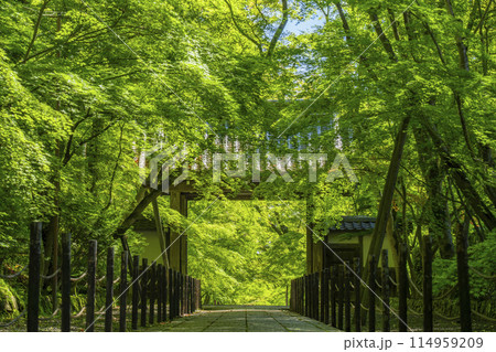 京都 光明寺(粟生光明寺)青もみじの薬医門 京都 光明寺(粟生光明寺)青もみじの薬医門 114959209