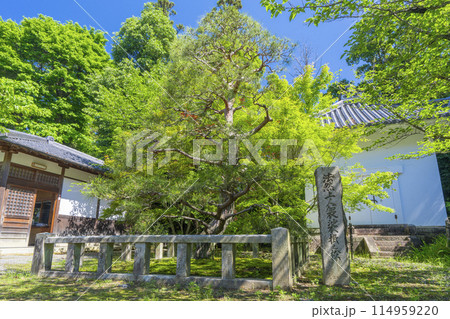京都　光明寺（粟生光明寺）法然上人袈裟掛の松 114959220
