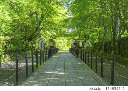 京都　光明寺（粟生光明寺）　青もみじの薬医門 114959241