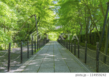 京都　光明寺（粟生光明寺）　青もみじの薬医門 114959242