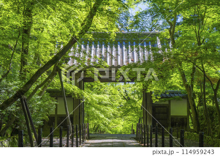 京都 光明寺(粟生光明寺) 青もみじの薬医門 京都 光明寺(粟生光明寺) 青もみじの薬医門 114959243