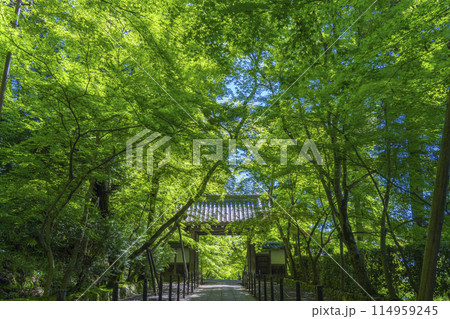 京都　光明寺（粟生光明寺）　青もみじの薬医門 114959245