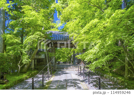 京都 光明寺(粟生光明寺) 青もみじの薬医門 京都 光明寺(粟生光明寺) 青もみじの薬医門 114959246