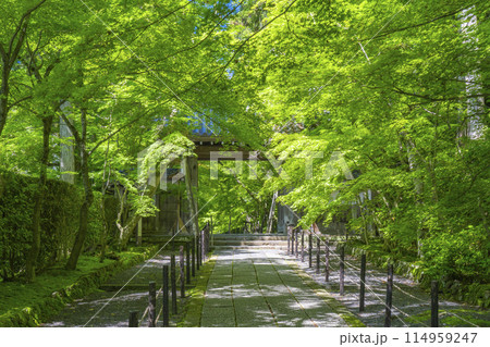 京都 光明寺(粟生光明寺) 青もみじの薬医門 京都 光明寺(粟生光明寺) 青もみじの薬医門 114959247