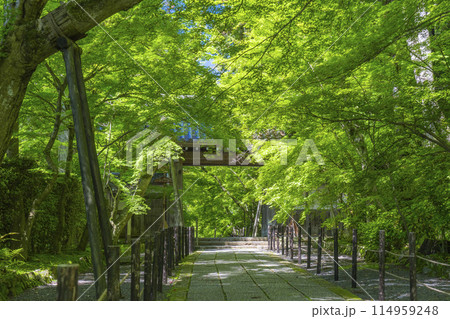 京都 光明寺(粟生光明寺) 青もみじの薬医門 京都 光明寺(粟生光明寺) 青もみじの薬医門 114959248