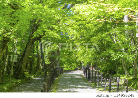 京都　光明寺（粟生光明寺）　青もみじの薬医門 114959249