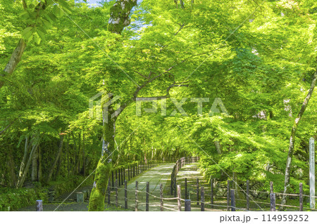 京都 光明寺(粟生光明寺) もみじ参道 京都 光明寺(粟生光明寺) もみじ参道 114959252
