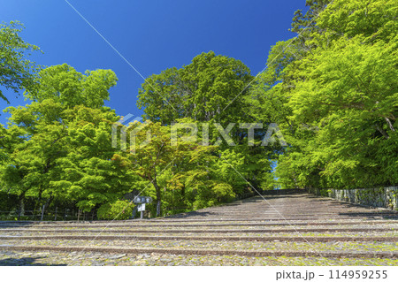 京都 光明寺(粟生光明寺) 新緑に包まれた女人坂 京都 光明寺(粟生光明寺) 新緑に包まれた女人坂 114959255
