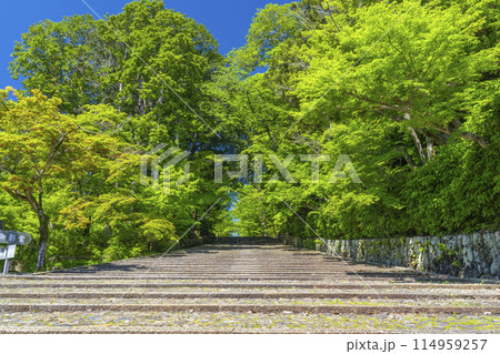 京都　光明寺（粟生光明寺）　新緑に包まれた女人坂 114959257