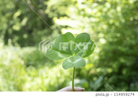 新緑と四つ葉のクローバー 114959274