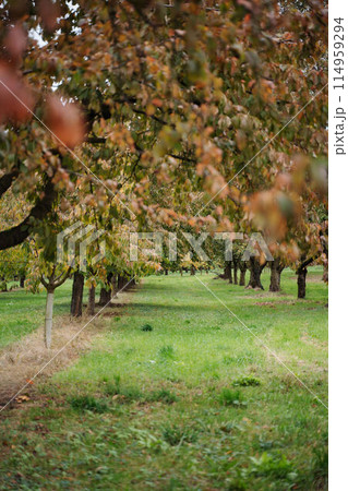 Apple orchard in autumn. Trees with orange gold leaves 114959294