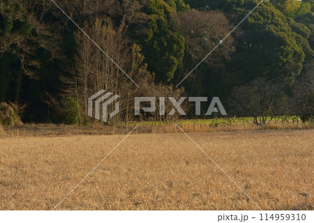 千葉県船橋市初冬の風景 114959310
