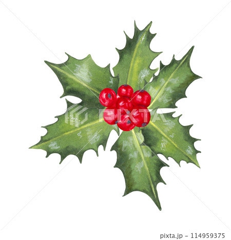 Christmas red holly berries with leaves. Illustration with watercolors, markers. Hand drawn isolated art. Clipart for the winter holidays for the New Year.Botanical design element for wreaths, frames Christmas red holly berries with leaves. Illustration with watercolors, markers. Hand drawn isolated art. Clipart for the winter holidays for the New Year.Botanical design element for wreaths, frames 114959375