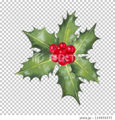 Christmas red holly berries with leaves. Illustration with watercolors, markers. Hand drawn isolated art. Clipart for the winter holidays for the New Year.Botanical design element for wreaths, frames Christmas red holly berries with leaves. Illustration with watercolors, markers. Hand drawn isolated art. Clipart for the winter holidays for the New Year.Botanical design element for wreaths, frames 114959375