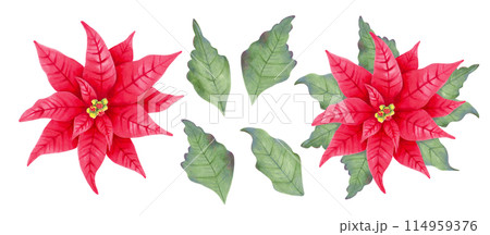 Christmas star poinsettia, red flower with and without leaves. Botanical clipart. Illustration with watercolor and marker. Hand drawn isolated art. Festive design for Christmas and New Year Christmas star poinsettia, red flower with and without leaves. Botanical clipart. Illustration with watercolor and marker. Hand drawn isolated art. Festive design for Christmas and New Year 114959376