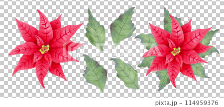 Christmas star poinsettia, red flower with and without leaves. Botanical clipart. Illustration with watercolor and marker. Hand drawn isolated art. Festive design for Christmas and New Year Christmas star poinsettia, red flower with and without leaves. Botanical clipart. Illustration with watercolor and marker. Hand drawn isolated art. Festive design for Christmas and New Year 114959376