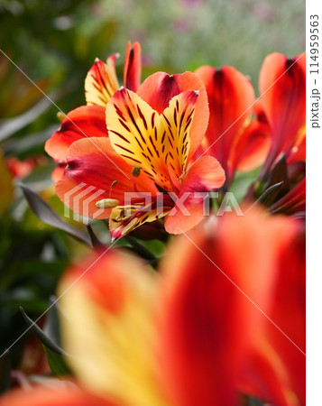 アルストロメリア・インディアンサマー 114959563