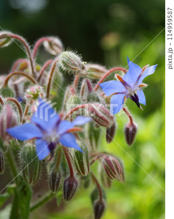 青いルリジサの花 青いルリジサの花 114959587