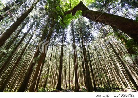 下から見上げた杉林 天川村大聖大権現社 下から見上げた杉林 天川村大聖大権現社 114959785