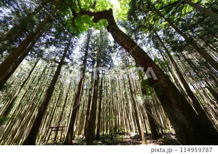下から見上げた杉林 天川村大聖大権現社 下から見上げた杉林 天川村大聖大権現社 114959787