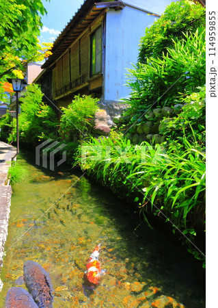 【岐阜県】郡上八幡のいがわこみち 114959855