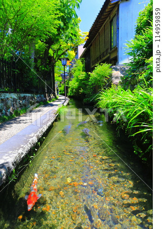 【岐阜県】郡上八幡のいがわこみち 114959859