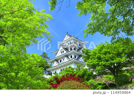 【岐阜県】新緑の郡上八幡城の天守閣 【岐阜県】新緑の郡上八幡城の天守閣 114959864