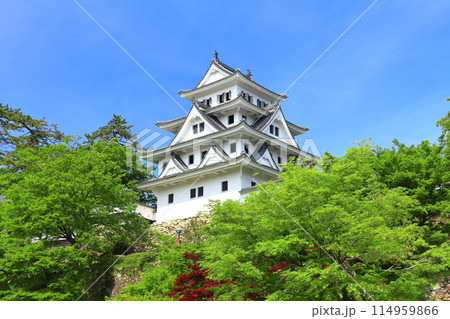 【岐阜県】新緑の郡上八幡城の天守閣 114959866