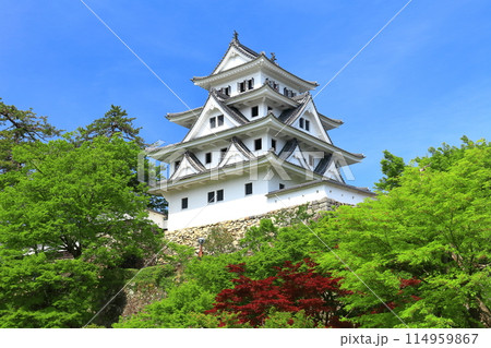【岐阜県】新緑の郡上八幡城の天守閣 114959867