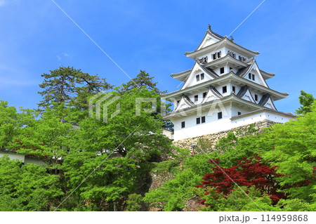 【岐阜県】新緑の郡上八幡城の天守閣 114959868
