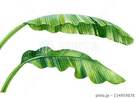 Banana palm leaves, watercolor illustrations tropical palm leaves isolated on white background branch green leaf clipart 114959878