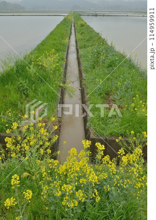 雨の日の千葉県いすみ市　桜と菜の花 114959911