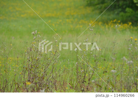 千葉県船橋市 ブタナの群生 千葉県船橋市 ブタナの群生 114960266