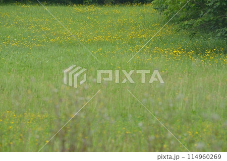 千葉県船橋市　ブタナの群生 114960269