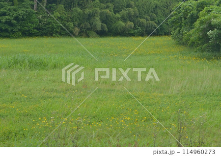 千葉県船橋市　ブタナの群生 114960273