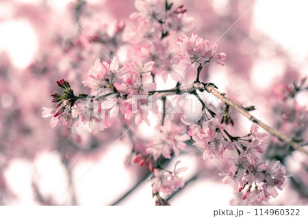 春の訪れを告げる桜 春の訪れを告げる桜 114960322