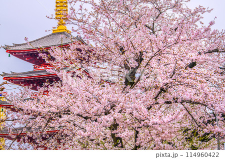日本の東京都市景観 桜が満開。脱コロナ…インバウンド完全復活。(外国人観光客で賑わう)浅草寺…=6日 日本の東京都市景観 桜が満開。脱コロナ…インバウンド完全復活。(外国人観光客で賑わう)浅草寺…=6日 114960422