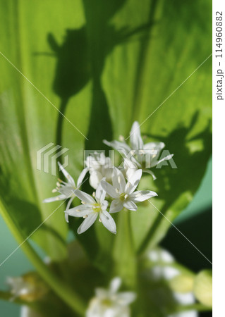 Wild garlic 114960882