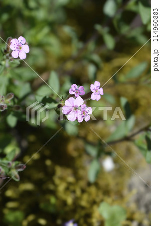 Rock soapwort 114960883
