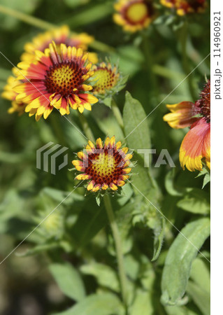 Great blanket flower 114960921