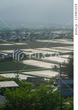 夕陽に輝く水田【北安曇郡池田町】 夕陽に輝く水田【北安曇郡池田町】 114961058