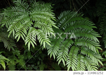 自然　植物　ナンヨウリュウビンタイ、別名『ホソバリュウビンタイ』。似た種類とは葉裏で区別できます 114961252