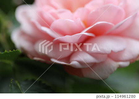 バラの花のクローズアップマクロ撮影 バラの花のクローズアップマクロ撮影 114961280